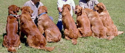 golden retriever color variations zomarick golden retrievers rustiques coat color golden retriever color variations zomarick golden retrievers rustiques coat color