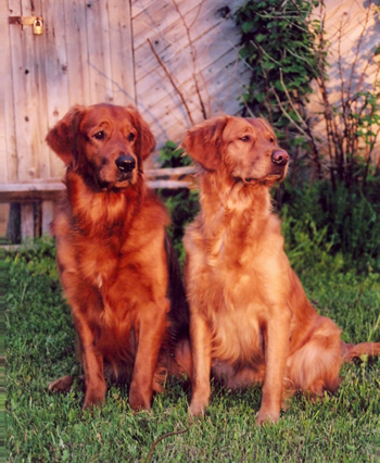 Zomarick Golden Retrievers rustiques 